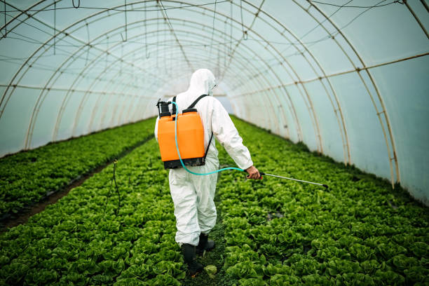 Best Local Pest Control Services  in National City, CA