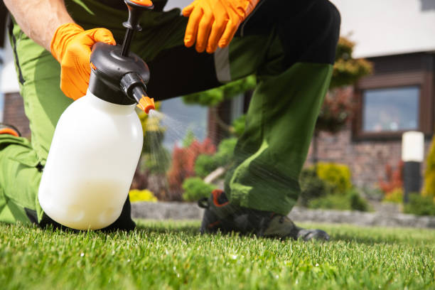 Best Ant Control Services  in National City, CA