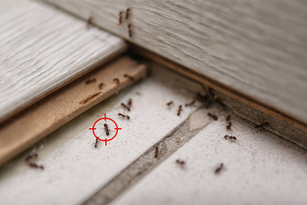 Best Best Pest Control Companies  in National City, CA