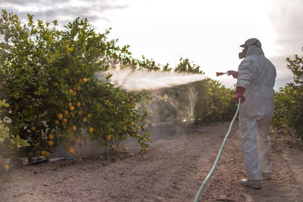 Best Affordable Pest Control Services  in National City, CA