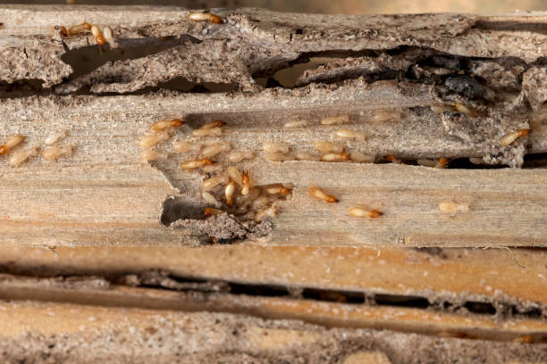 Best Cockroach Control Services  in National City, CA