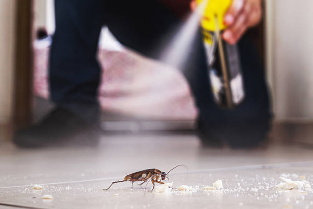 Best Spider Control Near Me  in National City, CA