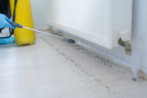 Best Rodent Control Near Me  in National City, CA