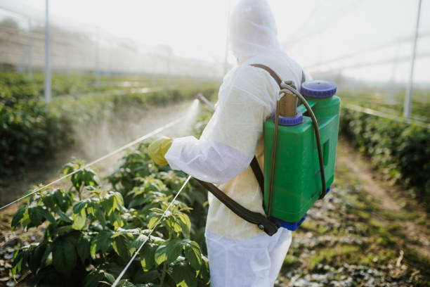 Best Flea Control Services  in National City, CA